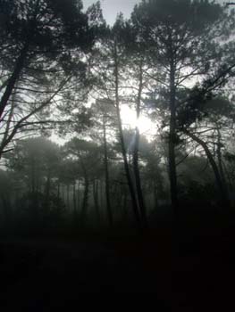 PILAT GUJAN 017